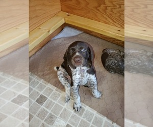 German Shorthaired Pointer Puppy for sale in HARMONY, PA, USA