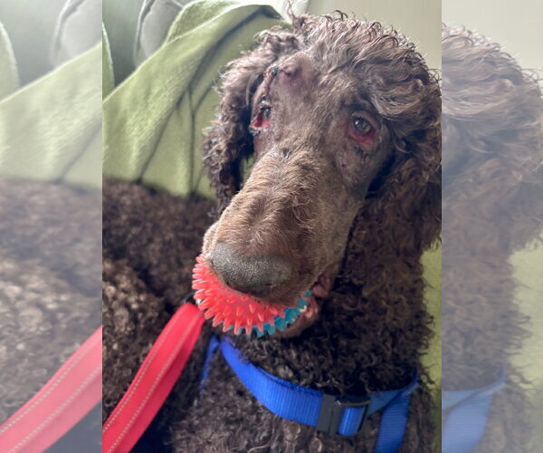 Medium Photo #3 Poodle (Standard) Puppy For Sale in St. Louis Park, MN, USA