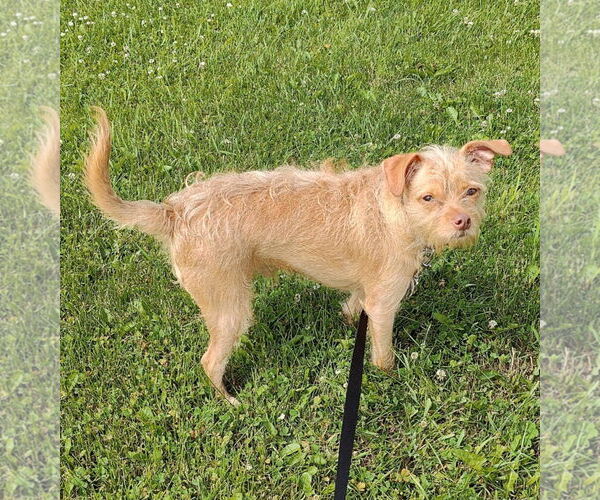 Medium Photo #2 Chihuahua-Unknown Mix Puppy For Sale in St. Louis Park, MN, USA