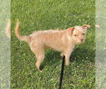 Small #1 Chihuahua Mix