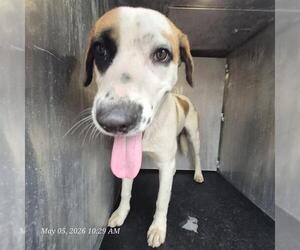 Mutt Dogs for adoption in San Antonio, TX, USA