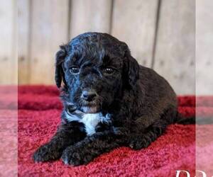 Goldendoodle (Miniature) Puppy for sale in WITHEE, WI, USA