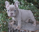 Small Photo #1 French Bulldog Puppy For Sale in WHEATFIELD, IN, USA