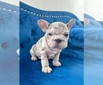 Small Photo #10 French Bulldog Puppy For Sale in BERKELEY, CA, USA