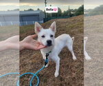 BELLA - Female Mutt Dog for Adoption - Small photo