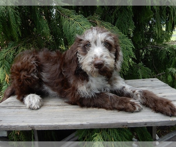Medium Photo #1 Labradoodle Puppy For Sale in MILLERSBURG, OH, USA