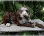 Image preview for Ad Listing. Nickname: Sweetie