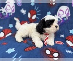 Small #2 Zuchon