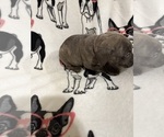 Puppy Purple Cane Corso
