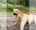 Small Photo #3 Labrador Retriever-Unknown Mix Puppy For Sale in Hinton, WV, USA
