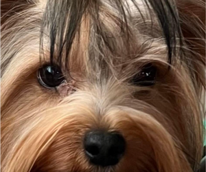 Mother of the Yorkshire Terrier puppies born on 03/05/2025