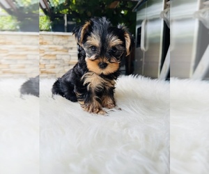 Yorkshire Terrier Puppy for sale in GREENVILLE, SC, USA