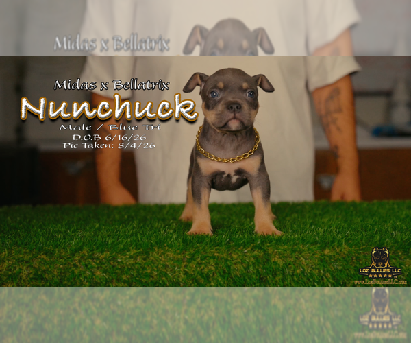 Medium Photo #2 American Bully Puppy For Sale in GREELEY, CO, USA