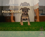 Small #1 American Bully
