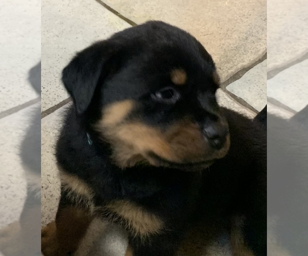 Medium Photo #7 Rottweiler Puppy For Sale in GRANTS PASS, OR, USA