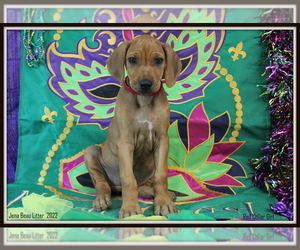 Medium Rhodesian Ridgeback