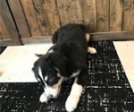 Small Photo #2 Australian Shepherd Puppy For Sale in VERMONTVILLE, MI, USA