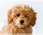 Small Photo #42 Poodle (Toy) Puppy For Sale in WAKARUSA, IN, USA