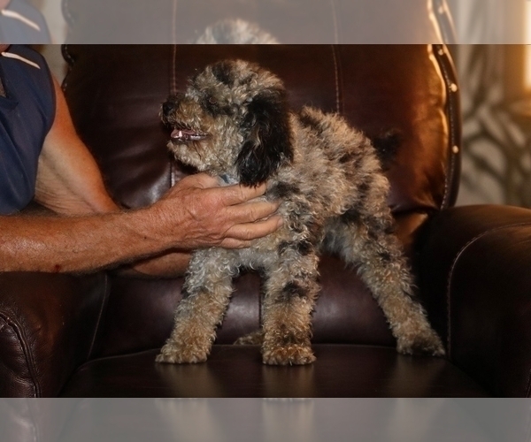 Medium Photo #6 Poodle (Miniature) Puppy For Sale in DYERSBURG, TN, USA