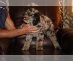 Small #5 Poodle (Miniature)