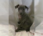 Small Italian Greyhound
