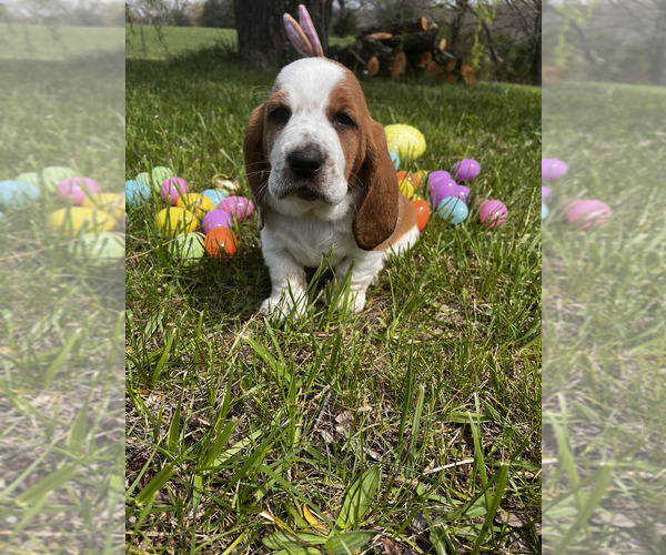 Medium Photo #1 Basset Hound Puppy For Sale in PLATO, MO, USA
