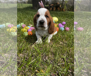 Medium Basset Hound