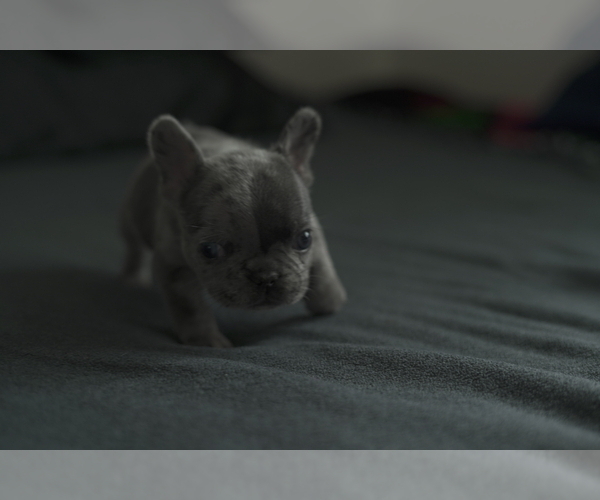 Medium Photo #9 French Bulldog Puppy For Sale in SAN DIEGO, CA, USA