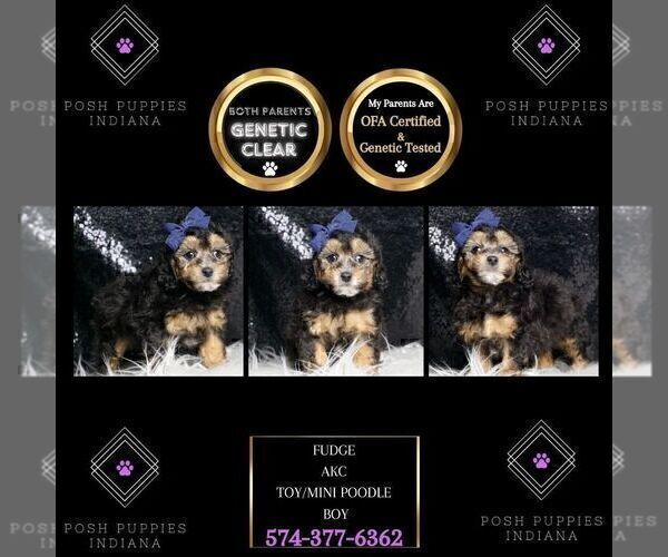 Medium Photo #101 Poodle (Toy) Puppy For Sale in WARSAW, IN, USA