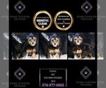 Small Photo #101 Poodle (Toy) Puppy For Sale in WARSAW, IN, USA