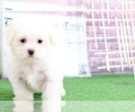 Small Photo #3 Maltese Puppy For Sale in BEL AIR, MD, USA