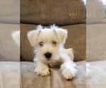 Small Photo #2 Schnauzer (Miniature) Puppy For Sale in HOLDEN, MO, USA
