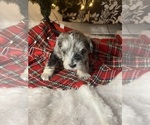 Small Photo #2 Schnauzer (Miniature) Puppy For Sale in KANNAPOLIS, NC, USA