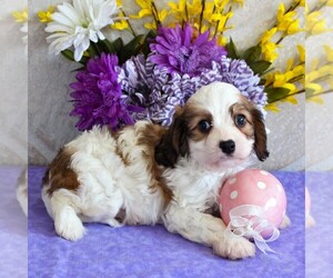 Cavachon Puppy for sale in GORDONVILLE, PA, USA