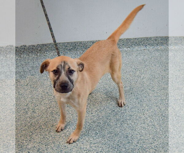 Medium Photo #9 Black Mouth Cur-Unknown Mix Puppy For Sale in Huntley, IL, USA