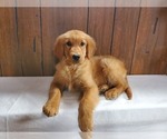 Small Photo #9 Golden Retriever Puppy For Sale in FALCON, CO, USA