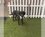 A615534 - Female Labrador Retriever-Unknown Mix Dog for Adoption - Small photo