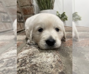 English Cream Golden Retriever Puppy for sale in NORTH HIGHLANDS, CA, USA