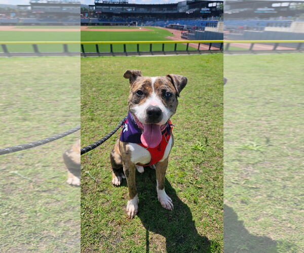 Medium Photo #1 Staffordshire Bull Terrier-Unknown Mix Puppy For Sale in Greensboro, NC, USA