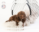 Small Photo #19 Saint Berdoodle Puppy For Sale in LEAVENWORTH, IN, USA