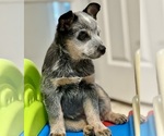 Small #10 Australian Cattle Dog