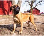 Small Photo #1 Mastiff Puppy For Sale in WAKARUSA, IN, USA