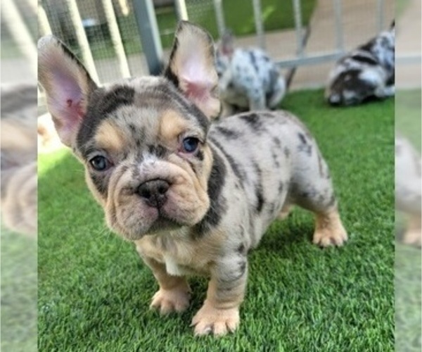 Medium Photo #3 French Bulldog Puppy For Sale in LAS VEGAS, NV, USA