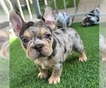 Small #2 French Bulldog