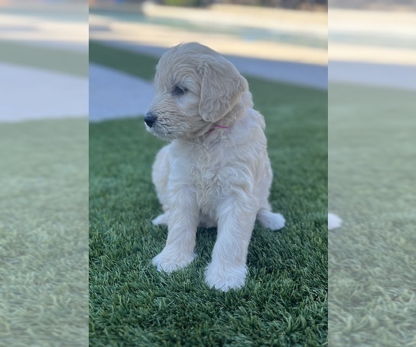 Medium Photo #14 Goldendoodle Puppy For Sale in PHOENIX, AZ, USA