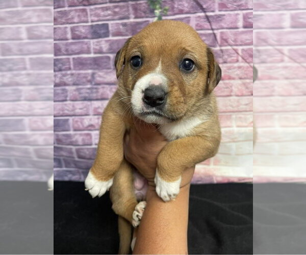 Medium Photo #1 Bulldog-Unknown Mix Puppy For Sale in Lakewood, CO, USA