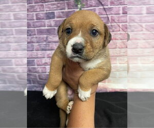 Bulldog-Unknown Mix Dogs for adoption in Lakewood, CO, USA