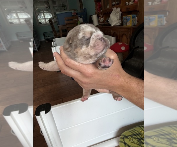Medium Photo #15 English Bulldog Puppy For Sale in OZARK, AL, USA