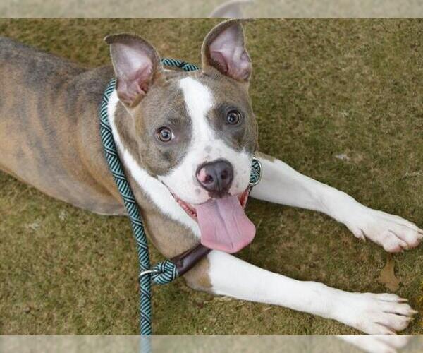 Medium Photo #3 American Pit Bull Terrier-Unknown Mix Puppy For Sale in Tallahassee, FL, USA