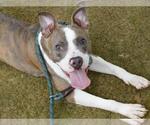 Small #2 American Pit Bull Terrier Mix